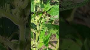 uploads/images/pest/sesame borer.jpg